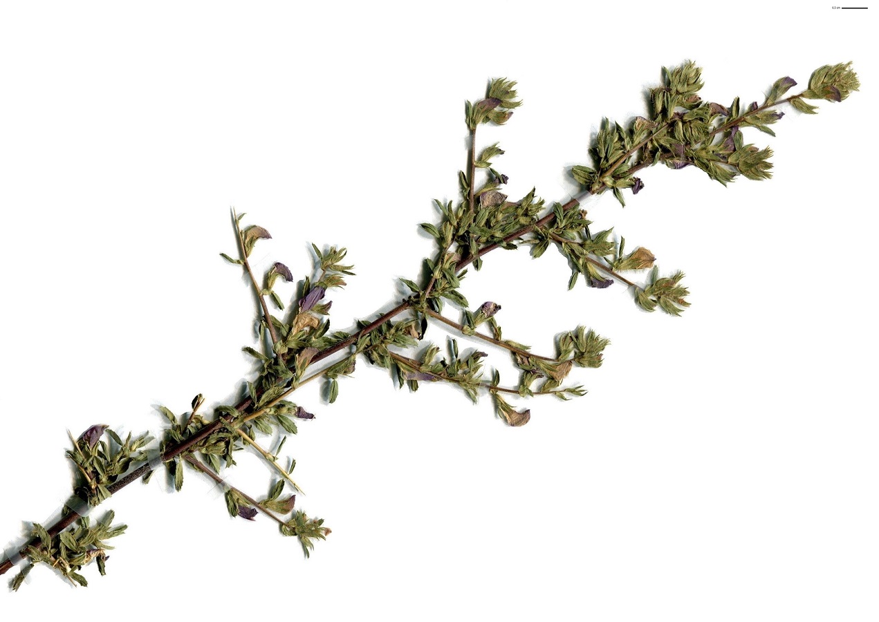 Ononis spinosa subsp. antiquorum (Fabaceae)